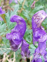 Aconitum variegatum