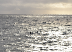 Orcinus orca
