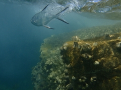 Trachinotus baillonii