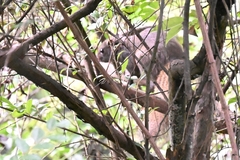 Callosciurus erythraeus