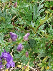 Aconitum variegatum