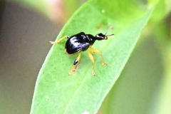 Phymatapoderus