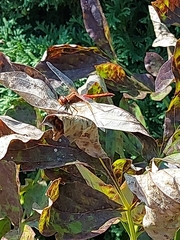 Sympetrum flaveolum