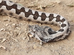 Vipera ammodytes