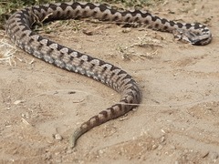 Vipera ammodytes
