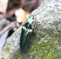 Campsosternus auratus