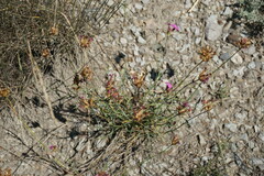 Dianthus capitatus