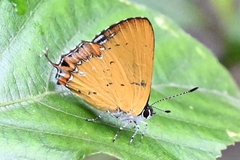 Heliophorus ila