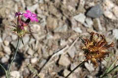 Dianthus capitatus