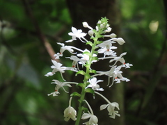 Calanthe triplicata