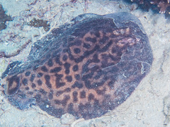 Blackspotted Electric Ray photo 4