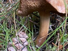 Chalciporus piperatus