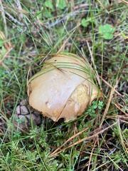 Chalciporus piperatus