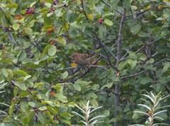 Carpodacus erythrinus