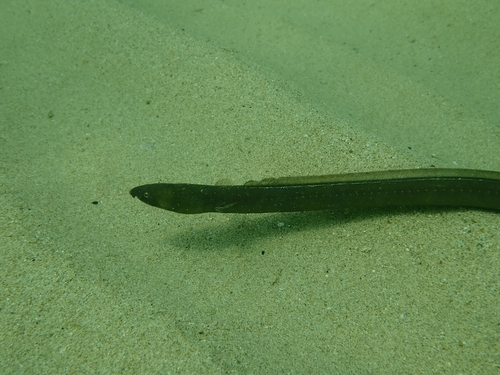 Burrowing snake eel (Pisodonophis cancrivorus) — Ophichthidae — 5