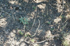Erysimum cuspidatum
