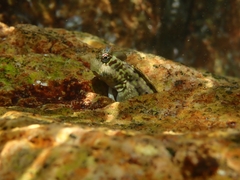 Istiblennius dussumieri