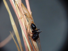 Monaeses paradoxus