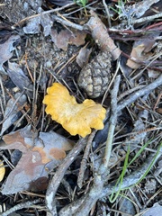 Cantharellus cibarius