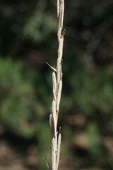 Erysimum cuspidatum