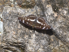 Limenitis helmanni