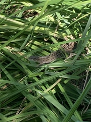 Lacerta agilis