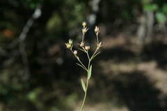 Linum corymbulosum