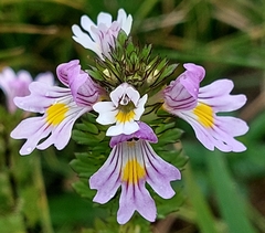 Euphrasia officinalis