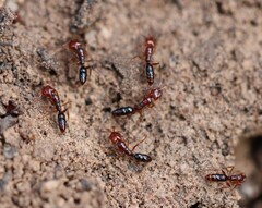 Anochetus