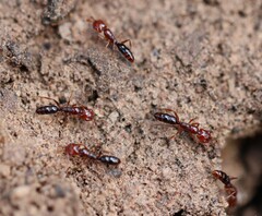 Anochetus