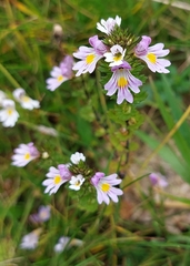 Euphrasia officinalis