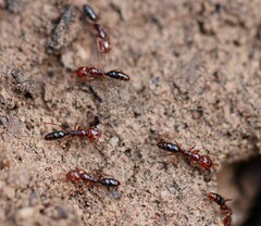 Anochetus