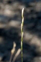 Elymus nodosus