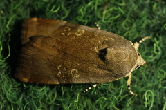 Noctua janthina