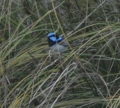 Malurus cyaneus