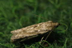 Phycitodes binaevella