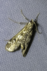 Hygraula nitens