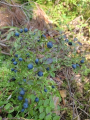 Vaccinium myrtillus