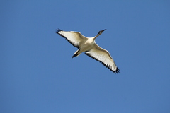 Threskiornis aethiopicus