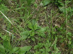 Plantago urvillei