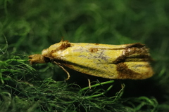 Agapeta zoegana