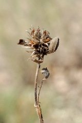 Trifolium scabrum