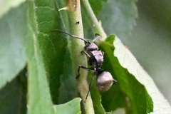 Polyrhachis