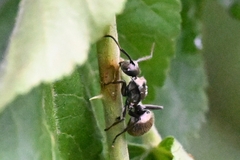 Polyrhachis