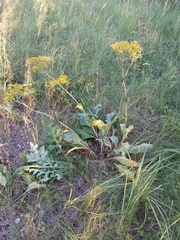 Senecio doria