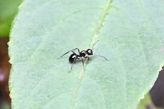 Cyrtomyrma
