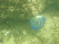 Pomacanthus imperator