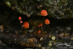 Marasmius siccus