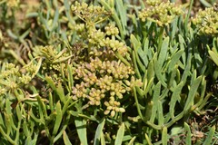 Crithmum maritimum