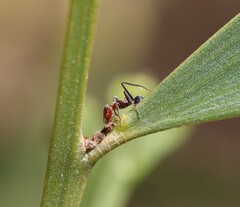 Iridomyrmex discors